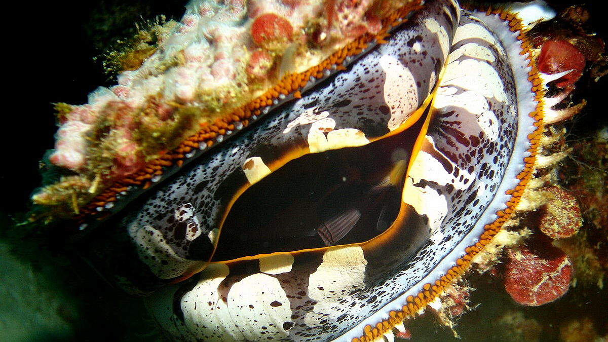 © Magic Island Dive Resort © Magic Island Dive Resort