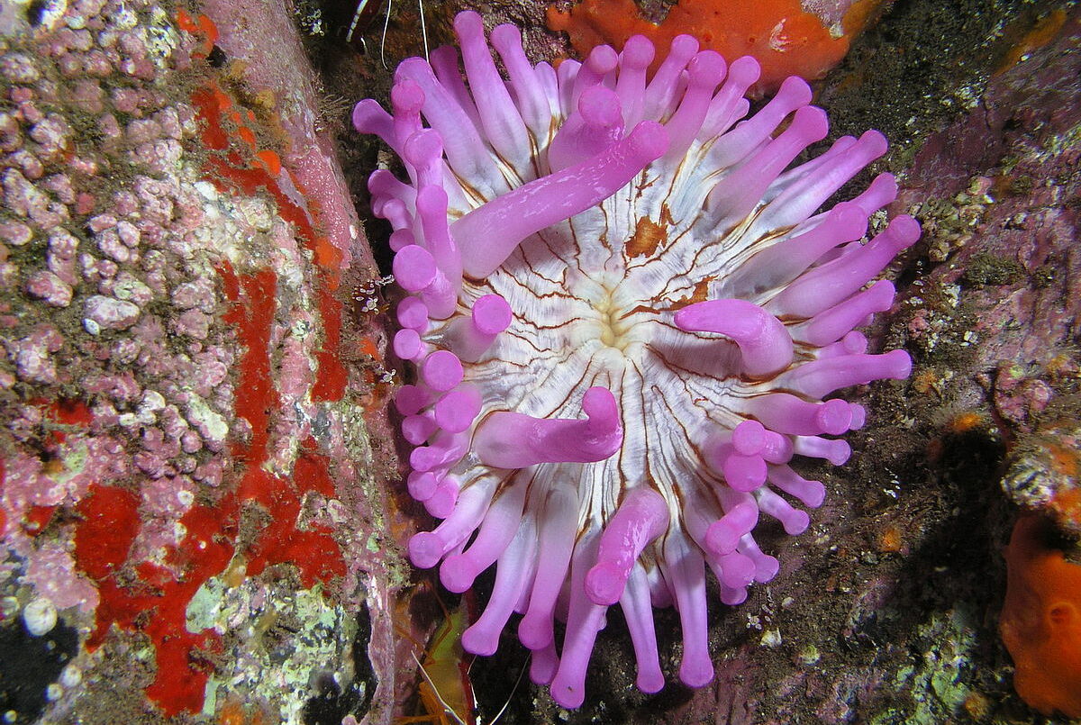Anemone Anemone