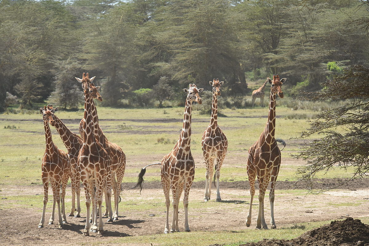 Giraffen Giraffen