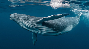 Silver Bank - Buckelwale Silver Bank - Buckelwale