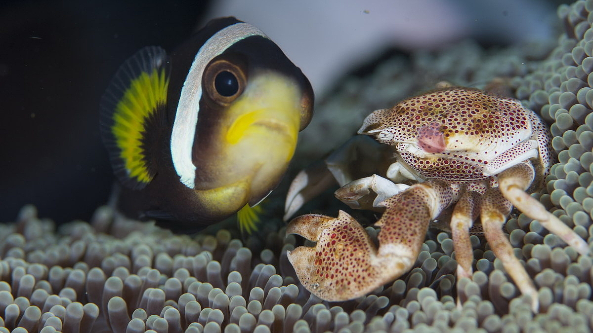 © Rich Smith © Rich Smith