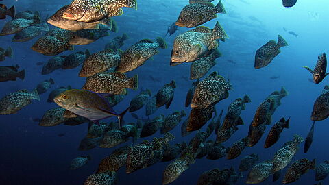 © Underseahunter Fleet © Underseahunter Fleet