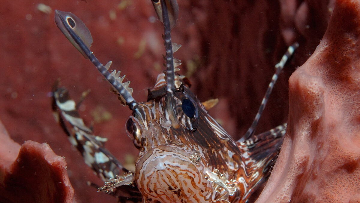 © Magic Island Dive Resort © Magic Island Dive Resort