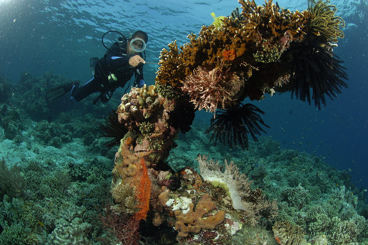 Tauchen mit den Karang Divers Tauchen mit den Karang Divers