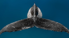 Salomonen & Tonga Salomonen & Tonga