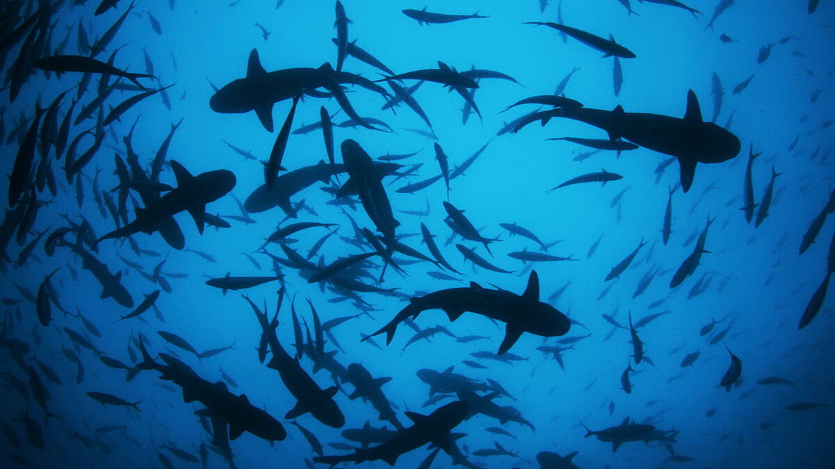 © Underseahunter Fleet © Underseahunter Fleet