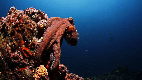 © Underseahunter Fleet © Underseahunter Fleet