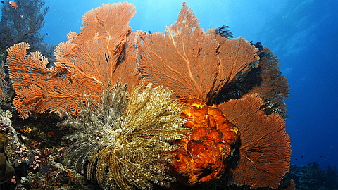 © Robert Wilpernig © Robert Wilpernig