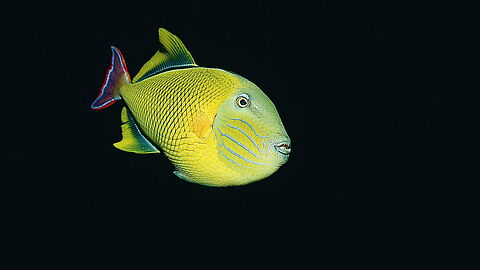 © Underseahunter Fleet © Underseahunter Fleet