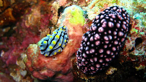 © Magic Island Dive Resort © Magic Island Dive Resort