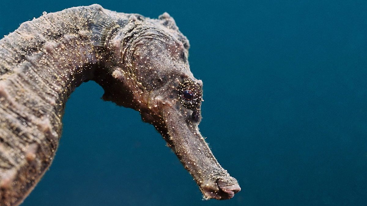 © Gangga Divers © Gangga Divers