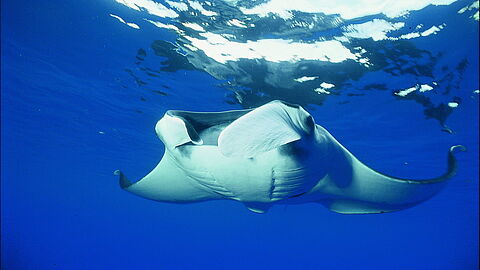 © Underseahunter Fleet © Underseahunter Fleet