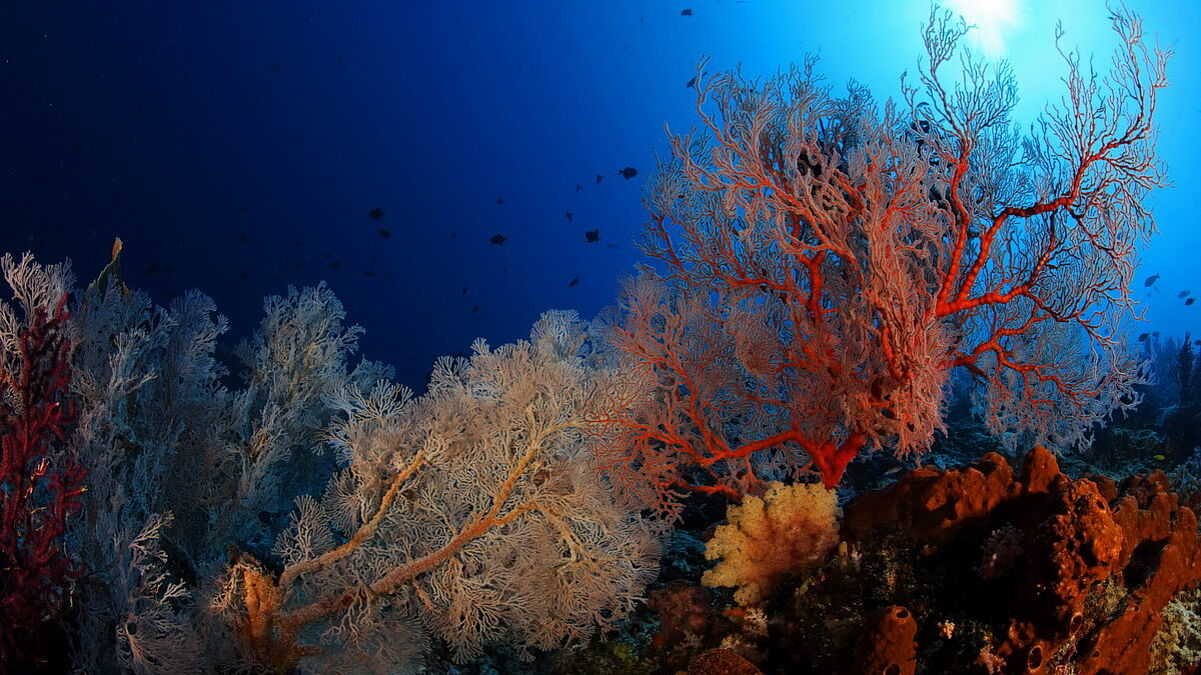 Raja Ampat Raja Ampat