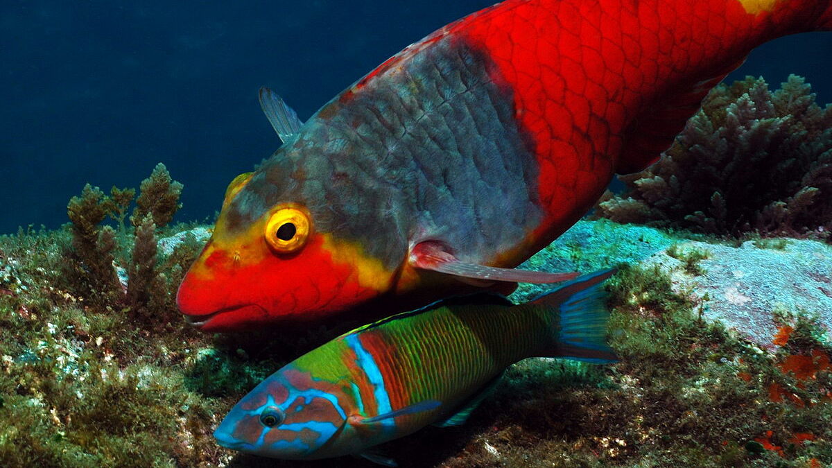 Papageienfisch Papageienfisch