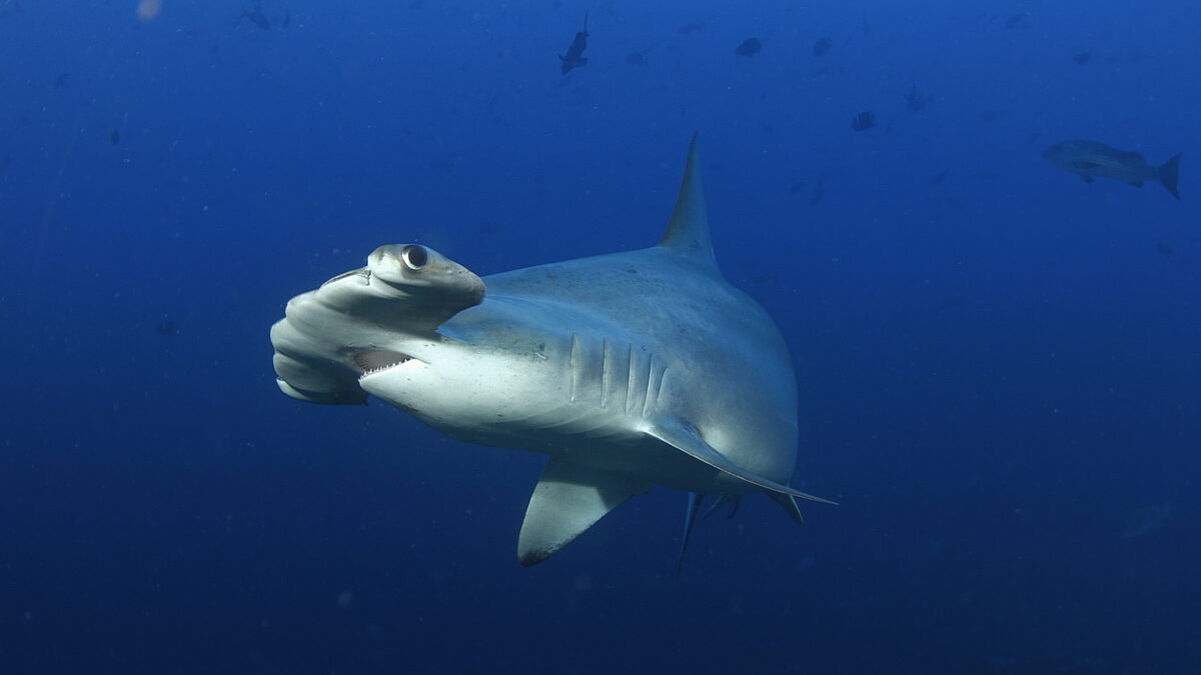 © Underseahunter Fleet © Underseahunter Fleet