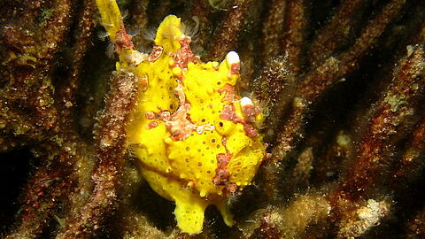 © Magic Island Dive Resort © Magic Island Dive Resort