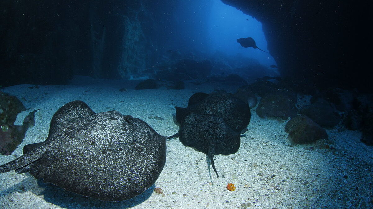 © Underseahunter Fleet © Underseahunter Fleet