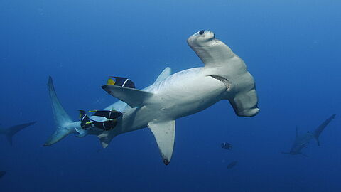 © Underseahunter Fleet © Underseahunter Fleet