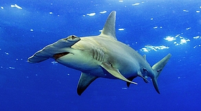 Tauchsafari Galapagos Tauchsafari Galapagos