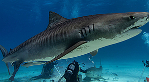 Tauchsafari Tiger Beach & Bimini, Bahamas Tauchsafari Tiger Beach & Bimini, Bahamas