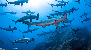 Japans Hai-Hotspots Japans Hai-Hotspots