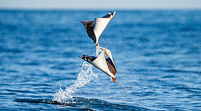 Tauchsafari Sea of Cortez und Socorro Tauchsafari Sea of Cortez und Socorro