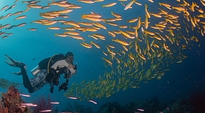 Triton Bay & Raja Ampat Tauchsafari Triton Bay & Raja Ampat Tauchsafari