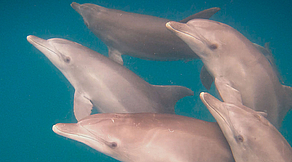 Planet Scuba Lodge & Gozo Azul Dive Center Planet Scuba Lodge & Gozo Azul Dive Center